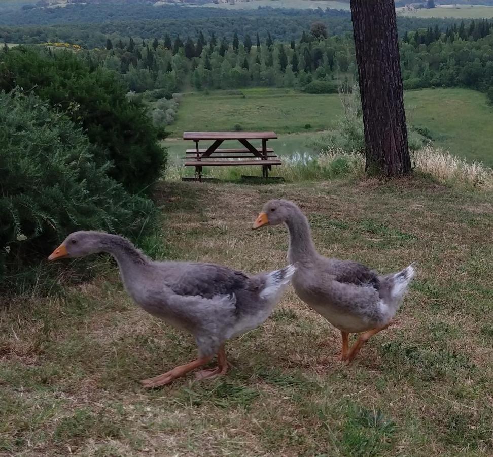 Agriturismo Sole Βίλα Trequanda Εξωτερικό φωτογραφία